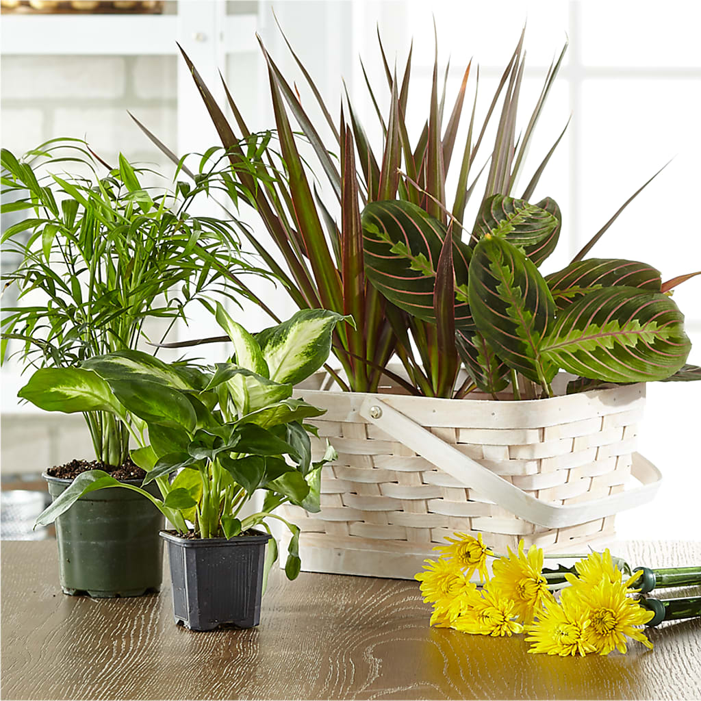 Florist Designed Blooming and Green Plants in a Basket – MARIA'S FLORAL CREATIONS, Bethel CT