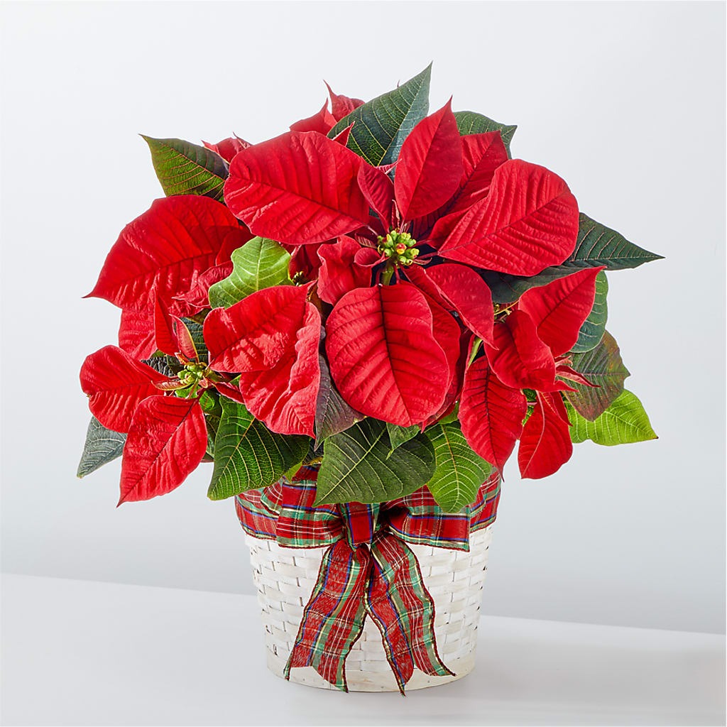 Happiest Holidays Poinsettia – MARIA'S FLORAL CREATIONS, Bethel CT