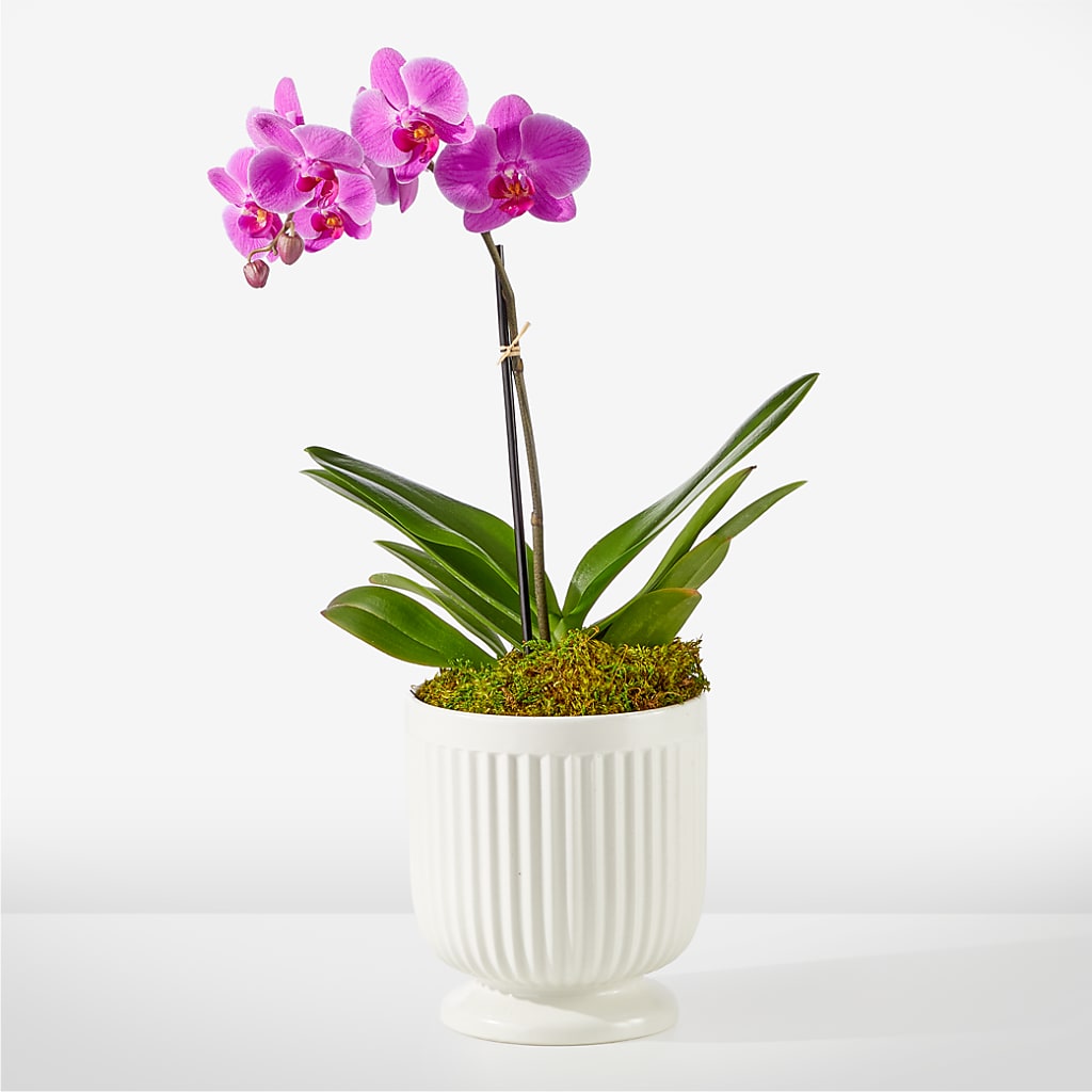 Friendly Fuchsia Orchid – MARIA'S FLORAL CREATIONS, Bethel CT