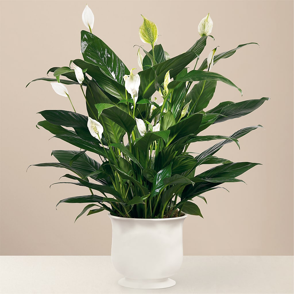 Comfort Planter – MARIA'S FLORAL CREATIONS, Bethel CT