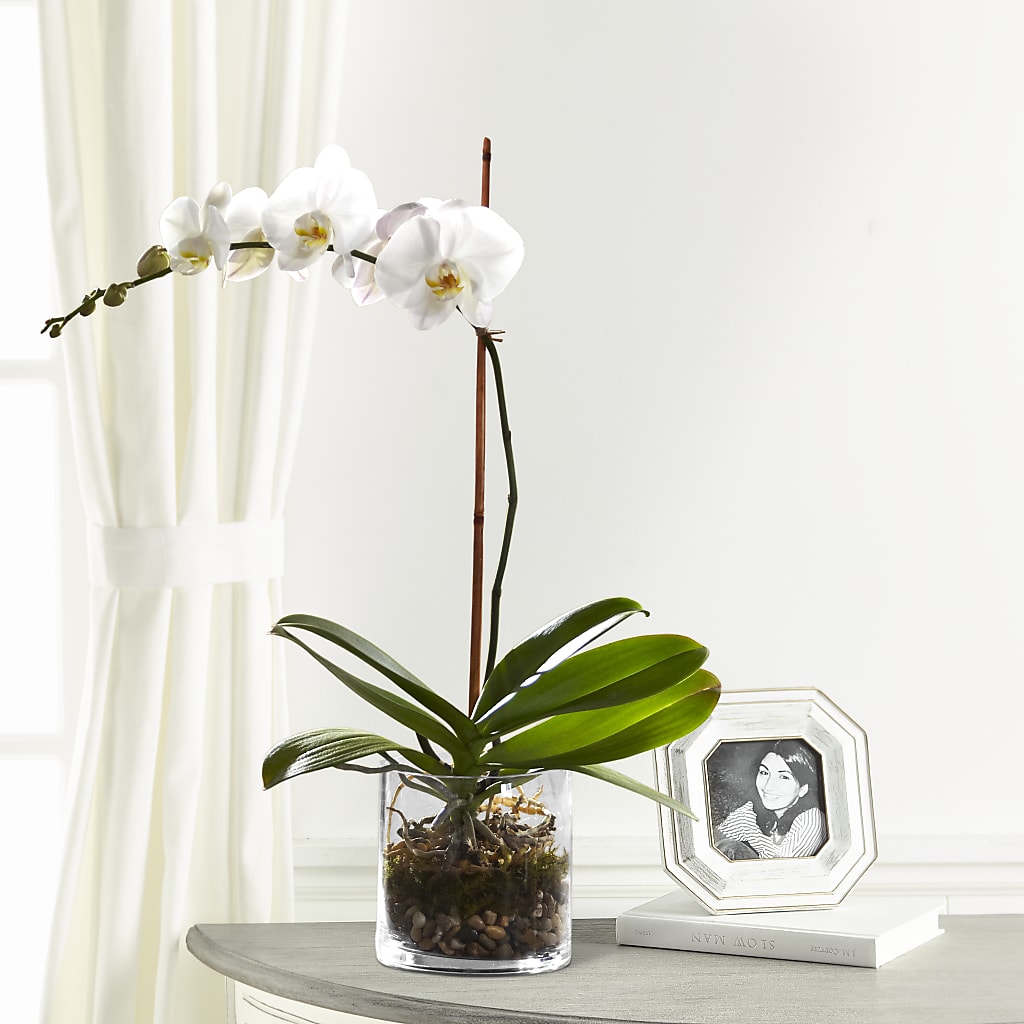 White Orchid Planter – MARIA'S FLORAL CREATIONS, Bethel CT