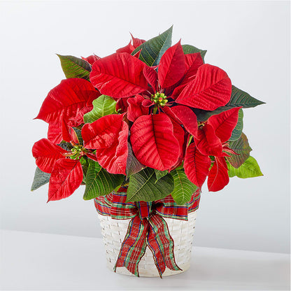 Happiest Holidays Poinsettia – MARIA'S FLORAL CREATIONS, Bethel CT