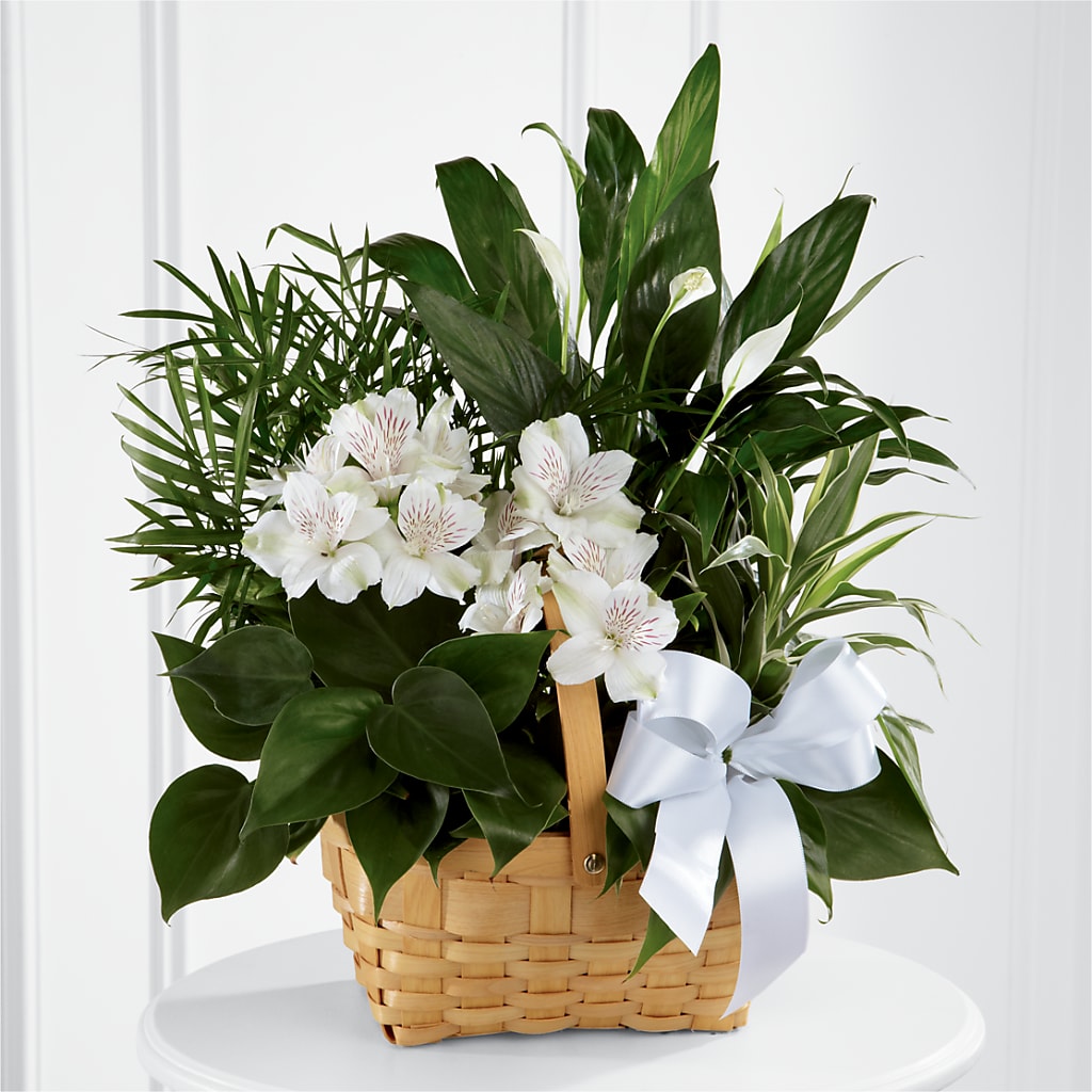 Peace & Serenity Dishgarden – MARIA'S FLORAL CREATIONS, Bethel CT