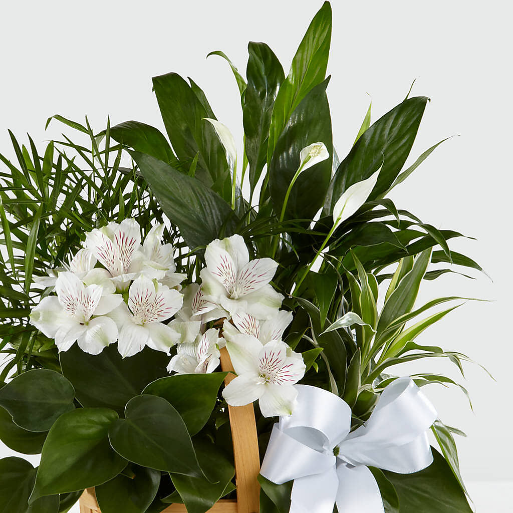 Peace & Serenity Dishgarden – MARIA'S FLORAL CREATIONS, Bethel CT