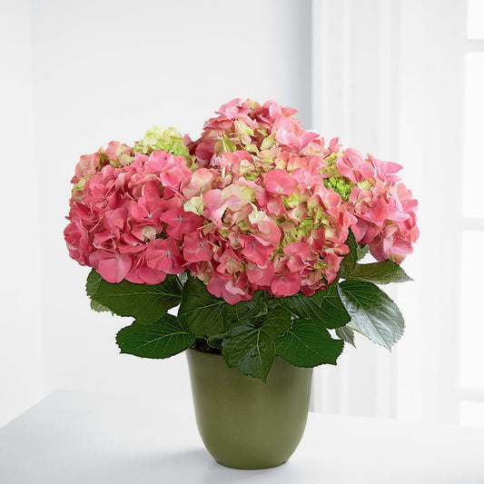 Pink Hydrangea Planter – MARIA'S FLORAL CREATIONS, Bethel CT