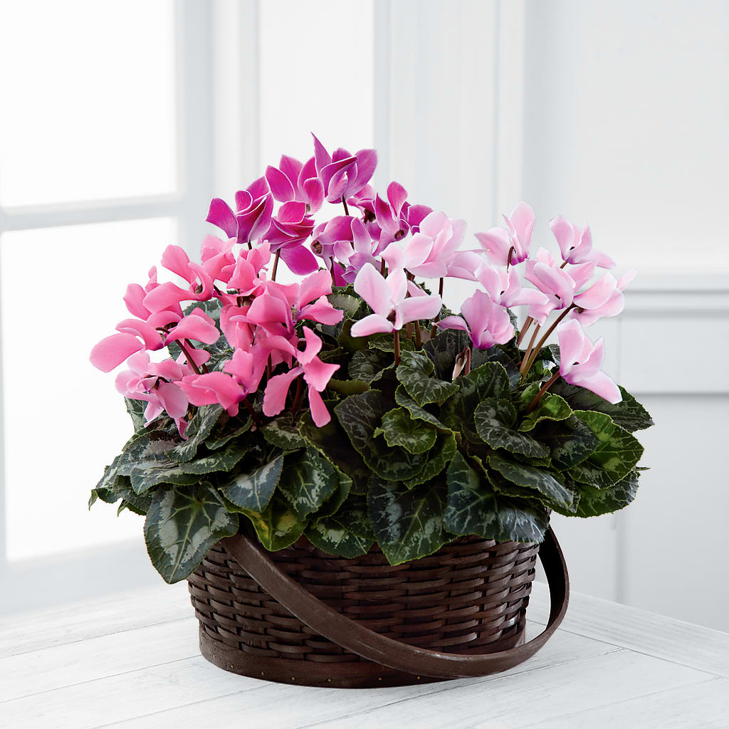 Mixed Cyclamen Planter – MARIA'S FLORAL CREATIONS, Bethel CT