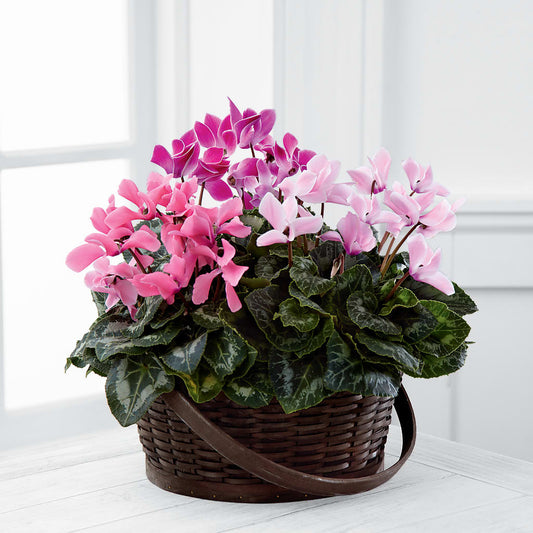 Mixed Cyclamen Planter – MARIA'S FLORAL CREATIONS, Bethel CT