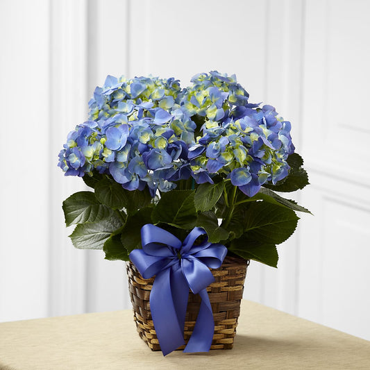 Blue Hydrangea Planter – MARIA'S FLORAL CREATIONS, Bethel CT