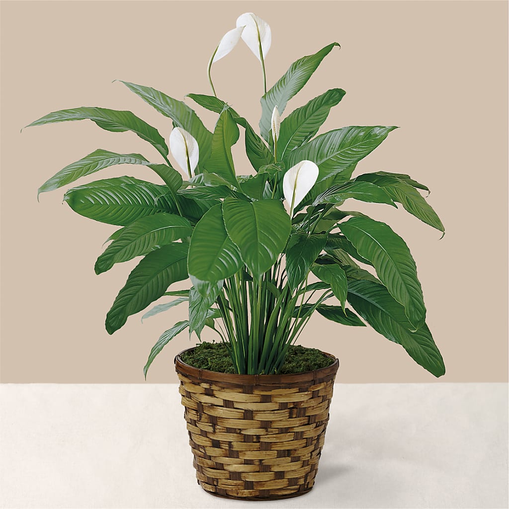 Tranquil Moments Peace Lily Plant – MARIA'S FLORAL CREATIONS, Bethel CT