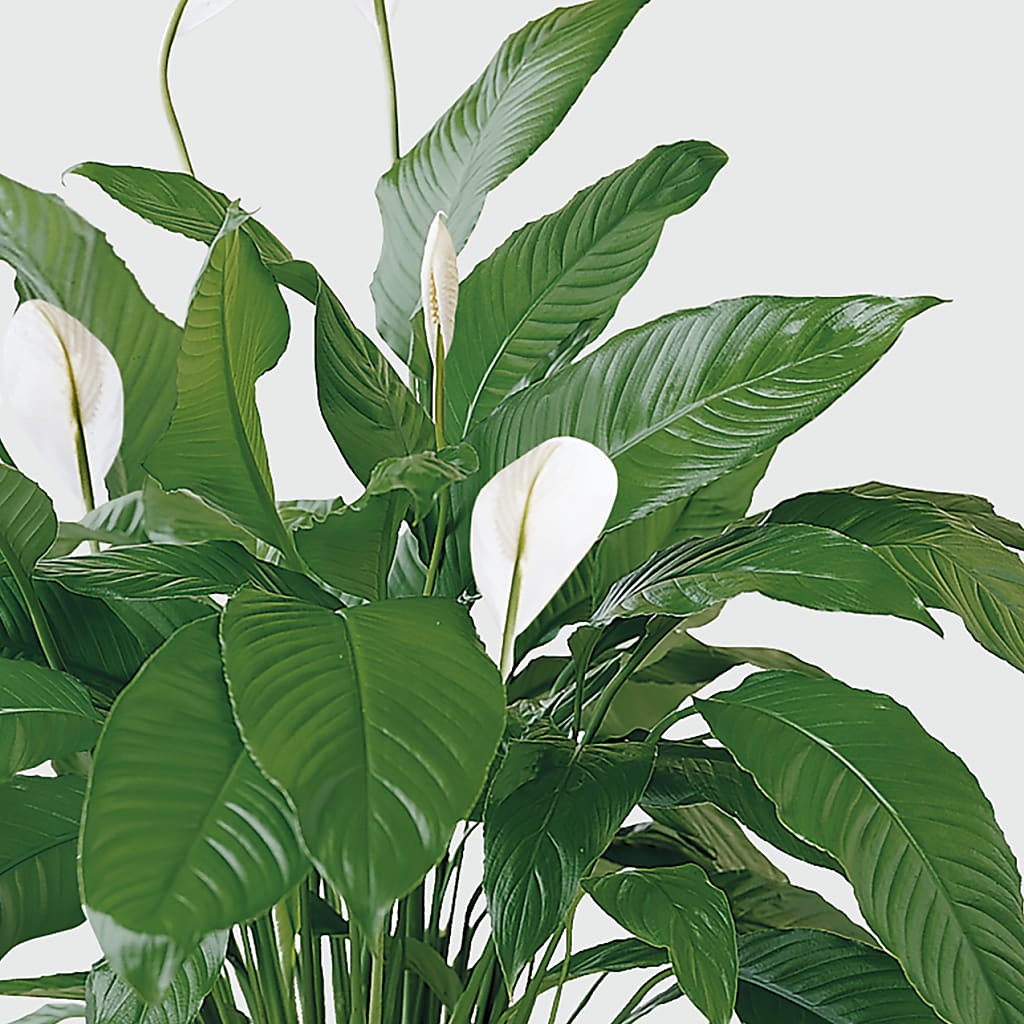 Tranquil Moments Peace Lily Plant – MARIA'S FLORAL CREATIONS, Bethel CT