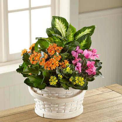 Color Crush Dishgarden – MARIA'S FLORAL CREATIONS, Bethel CT