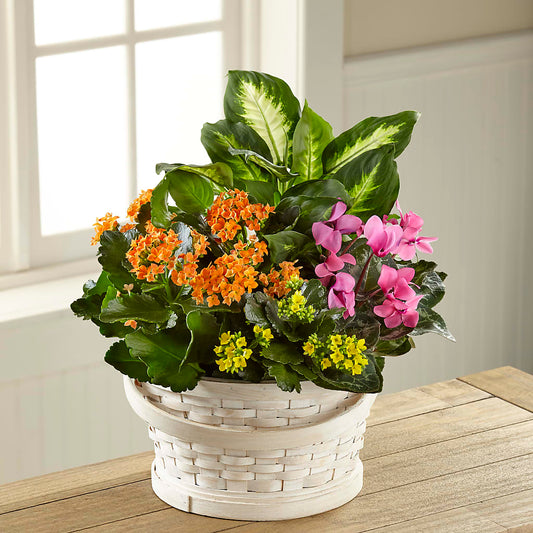 Color Crush Dishgarden – MARIA'S FLORAL CREATIONS, Bethel CT
