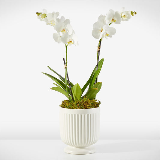 Whispering White Orchid – MARIA'S FLORAL CREATIONS, Bethel CT