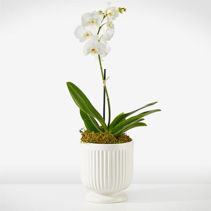 Whispering White Orchid – MARIA'S FLORAL CREATIONS, Bethel CT