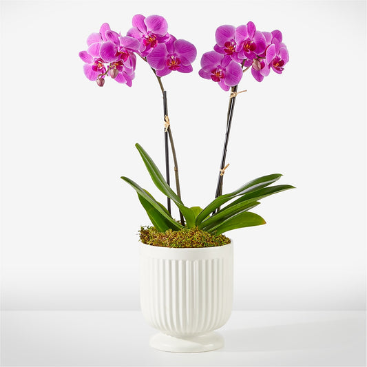 Friendly Fuchsia Orchid – MARIA'S FLORAL CREATIONS, Bethel CT