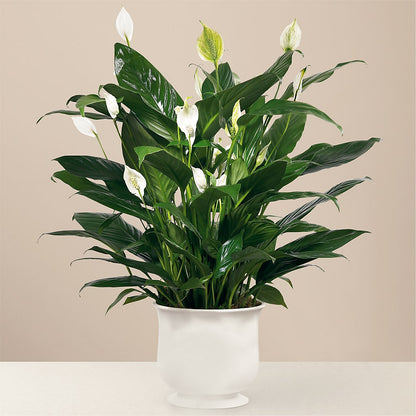 Comfort Planter – MARIA'S FLORAL CREATIONS, Bethel CT