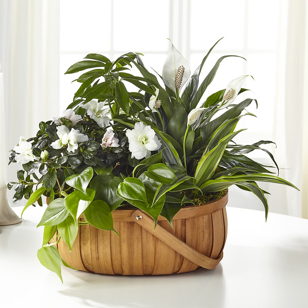 Serene Dishgarden – MARIA'S FLORAL CREATIONS, Bethel CT