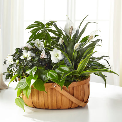 Serene Dishgarden – MARIA'S FLORAL CREATIONS, Bethel CT