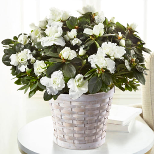 White Azalea Plant – MARIA'S FLORAL CREATIONS, Bethel CT