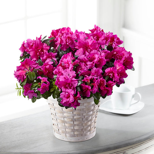 Hope & Serenity Azalea Plant – MARIA'S FLORAL CREATIONS, Bethel CT