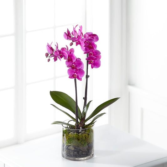 Pink Orchid Plant – MARIA'S FLORAL CREATIONS, Bethel CT