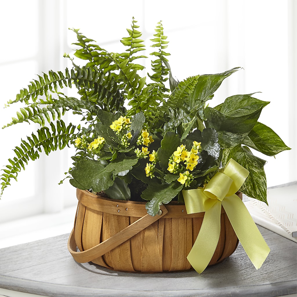Always Dear Dishgarden – MARIA'S FLORAL CREATIONS, Bethel CT