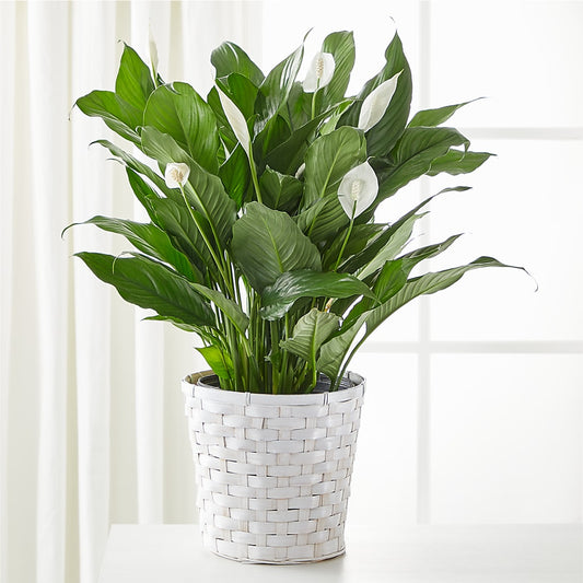 A New Leaf Peace Lily – MARIA'S FLORAL CREATIONS, Bethel CT