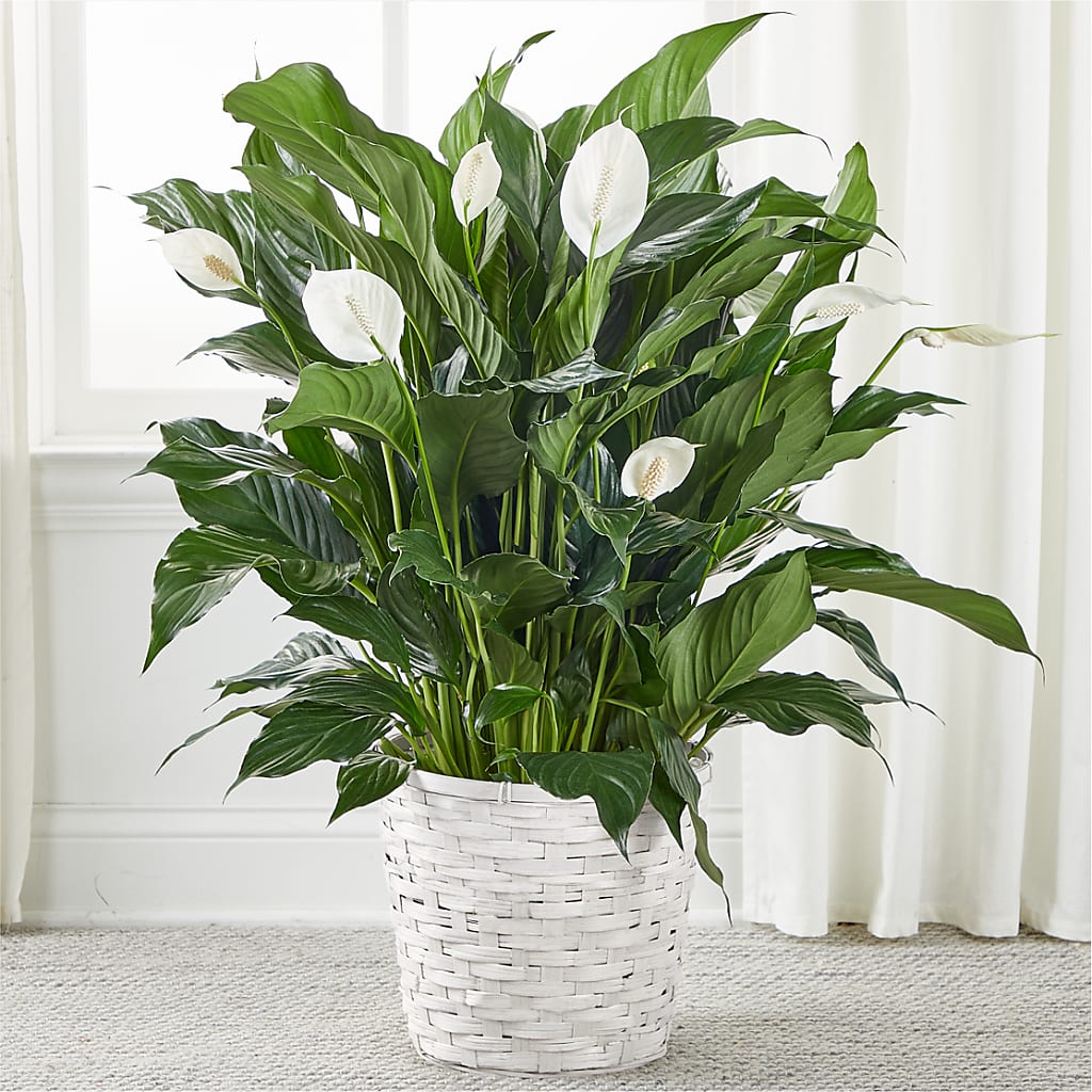 A New Leaf Peace Lily – MARIA'S FLORAL CREATIONS, Bethel CT