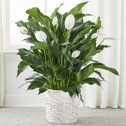 A New Leaf Peace Lily – MARIA'S FLORAL CREATIONS, Bethel CT