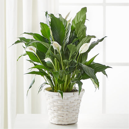 A New Leaf Peace Lily – MARIA'S FLORAL CREATIONS, Bethel CT