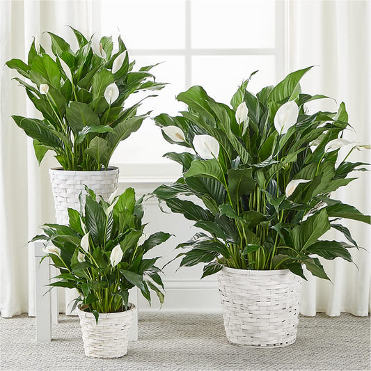 A New Leaf Peace Lily – MARIA'S FLORAL CREATIONS, Bethel CT