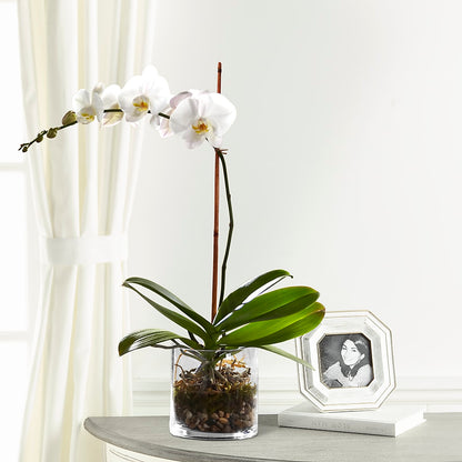 White Orchid Planter – MARIA'S FLORAL CREATIONS, Bethel CT